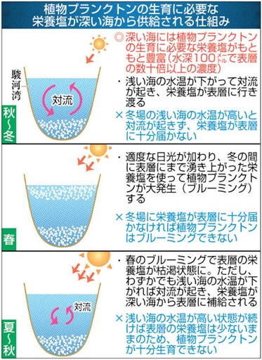 植物プランクトンの生育に必要な栄養塩が深い海から供給される仕組み